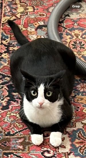 Billy (Hip Hop)! Fun Tuxi -Needs Home ASAP American Shorthair Cat