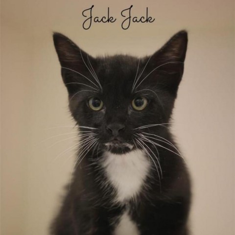 JackJack