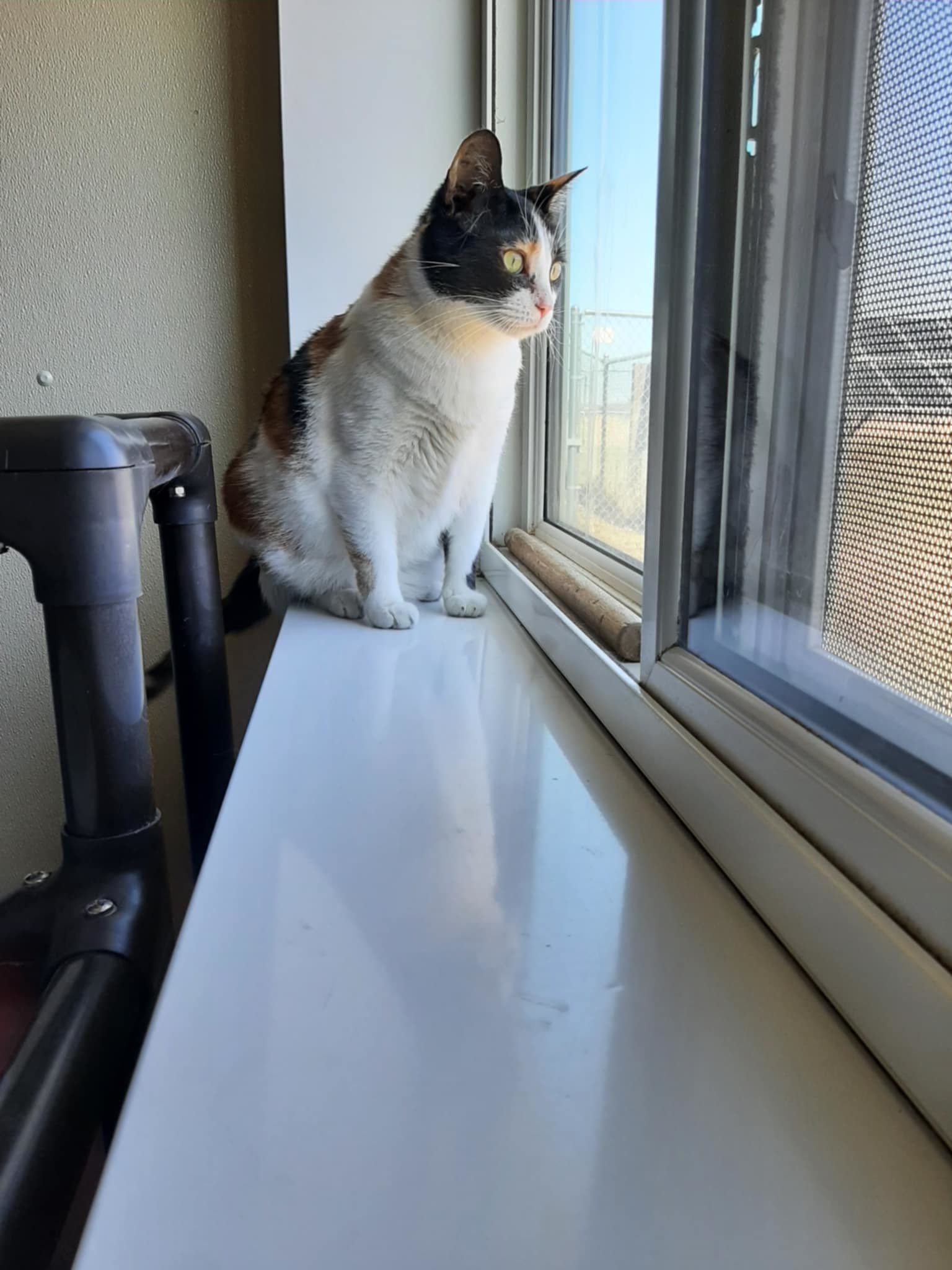 Molly