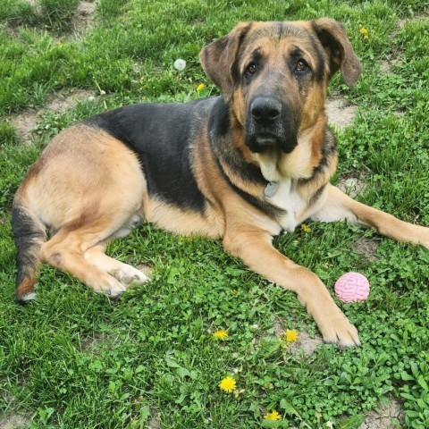 Fred, an adoptable German Shepherd Dog in Sioux Falls, SD, 57106 | Photo Image 1