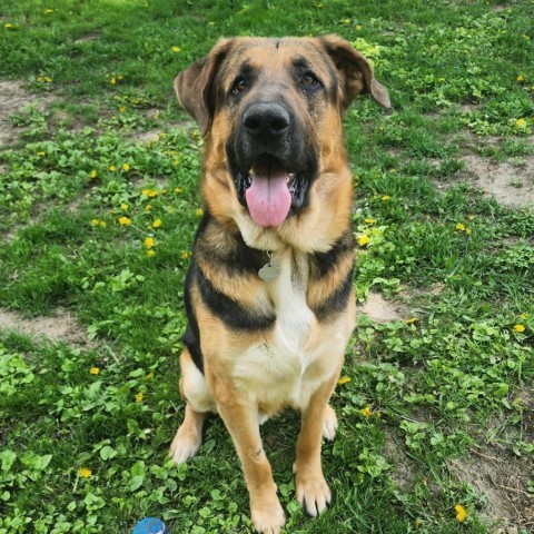 Fred, an adoptable German Shepherd Dog in Sioux Falls, SD, 57106 | Photo Image 2