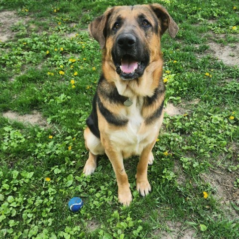 Fred, an adoptable German Shepherd Dog in Sioux Falls, SD, 57106 | Photo Image 3