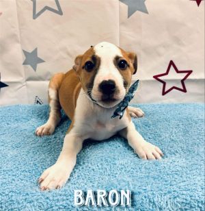 Baron (AL) Pit Bull Terrier Dog