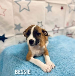 Bessie (AL) Pit Bull Terrier Dog