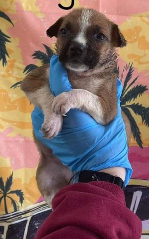 Baby Jane (AL) Pit Bull Terrier Dog
