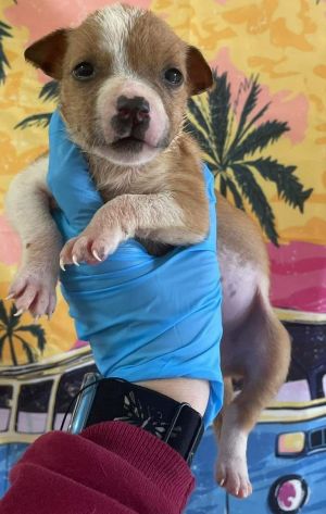 Bonnie (AL) Pit Bull Terrier Dog