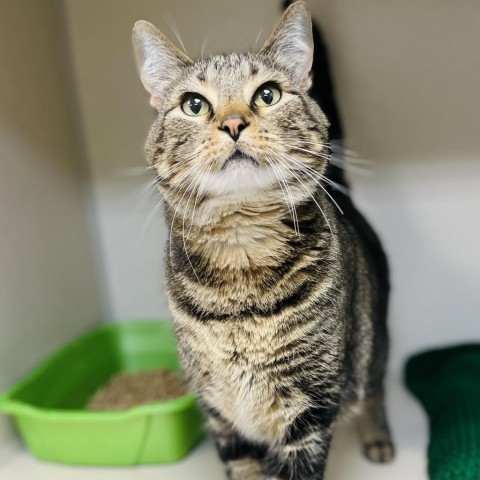 Link, an adoptable Domestic Short Hair in Great Falls, MT, 59404 | Photo Image 1