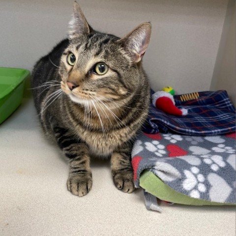 Link, an adoptable Domestic Short Hair in Great Falls, MT, 59404 | Photo Image 2