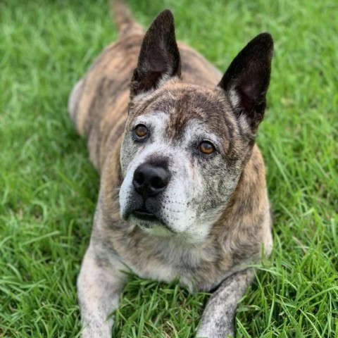 Wyatt (COH-A-9632), an adoptable Mixed Breed in Keaau, HI, 96749 | Photo Image 1