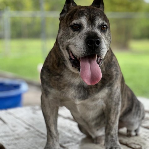 Wyatt (COH-A-9632), an adoptable Mixed Breed in Keaau, HI, 96749 | Photo Image 2