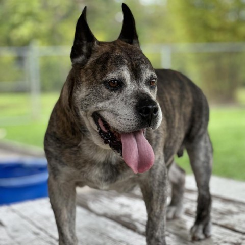 Wyatt (COH-A-9632), an adoptable Mixed Breed in Keaau, HI, 96749 | Photo Image 3