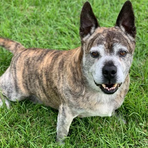 Wyatt (COH-A-9632), an adoptable Mixed Breed in Keaau, HI, 96749 | Photo Image 4