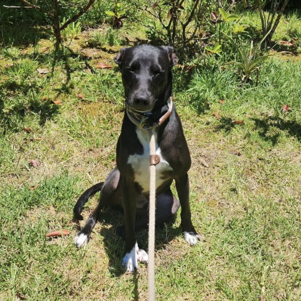 Jaeger, an adoptable Catahoula Leopard Dog in Keaau, HI, 96749 | Photo Image 1