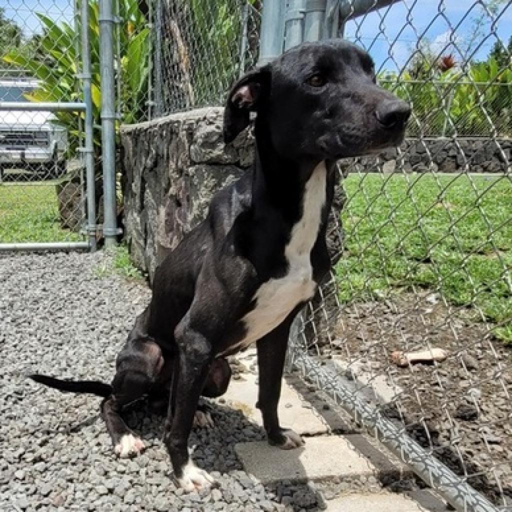 Jaeger, an adoptable Catahoula Leopard Dog in Keaau, HI, 96749 | Photo Image 4