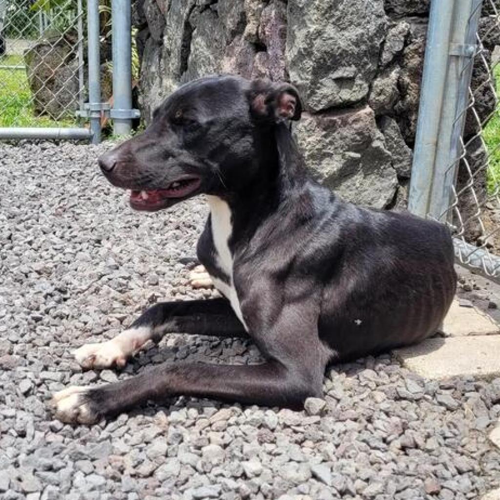 Jaeger, an adoptable Catahoula Leopard Dog in Keaau, HI, 96749 | Photo Image 5