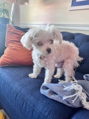 My name is Coco I am a little old lady maltipoo who was rescued from a rural sh