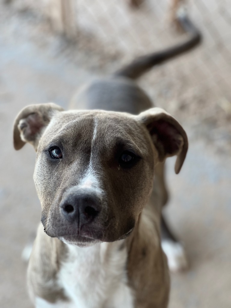 Bart, an adoptable Mixed Breed in Duncan, OK, 73533 | Photo Image 1