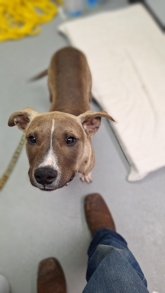 Bart, an adoptable Mixed Breed in Duncan, OK, 73533 | Photo Image 2