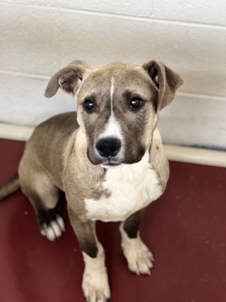 Bart, an adoptable Mixed Breed in Duncan, OK, 73533 | Photo Image 3