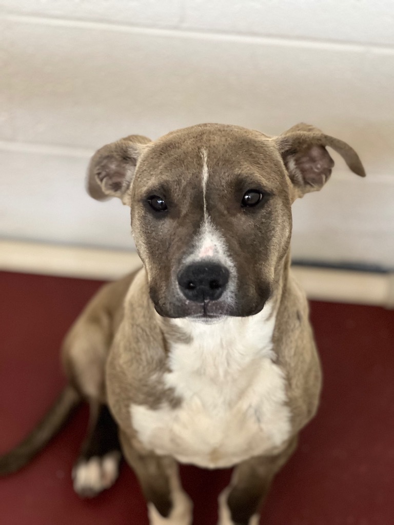 Bart, an adoptable Mixed Breed in Duncan, OK, 73533 | Photo Image 4