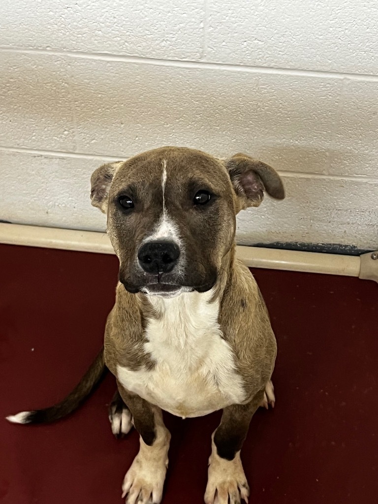 Bart, an adoptable Mixed Breed in Duncan, OK, 73533 | Photo Image 5