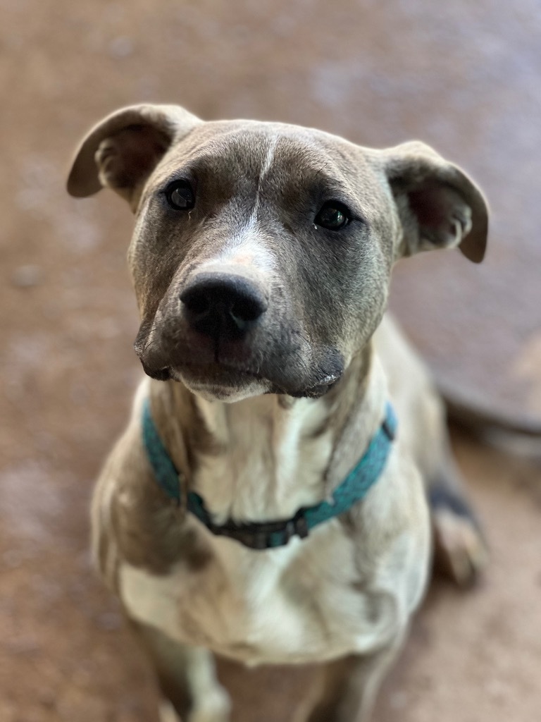 Bart, an adoptable Mixed Breed in Duncan, OK, 73533 | Photo Image 6