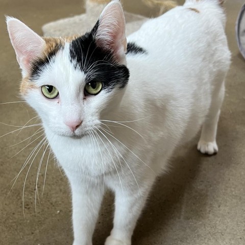 Sassy, an adoptable Domestic Short Hair in Wadena, MN, 56482 | Photo Image 1