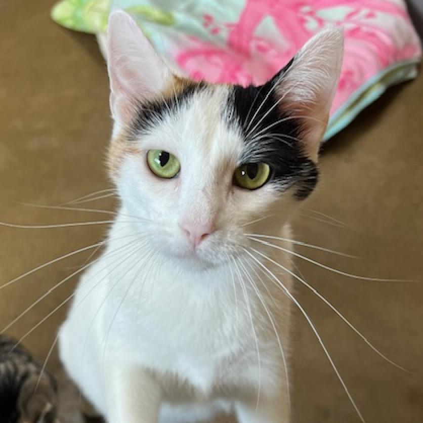 Sassy, an adoptable Domestic Short Hair in Wadena, MN, 56482 | Photo Image 3