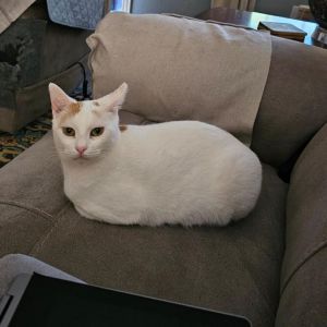 Abigail (mom), Adult Female Domestic Short Hair