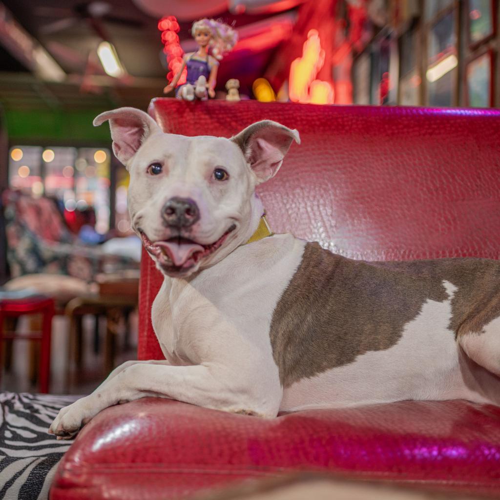 Liberty, an adoptable Pit Bull Terrier in Las Vegas, NV, 89146 | Photo Image 1