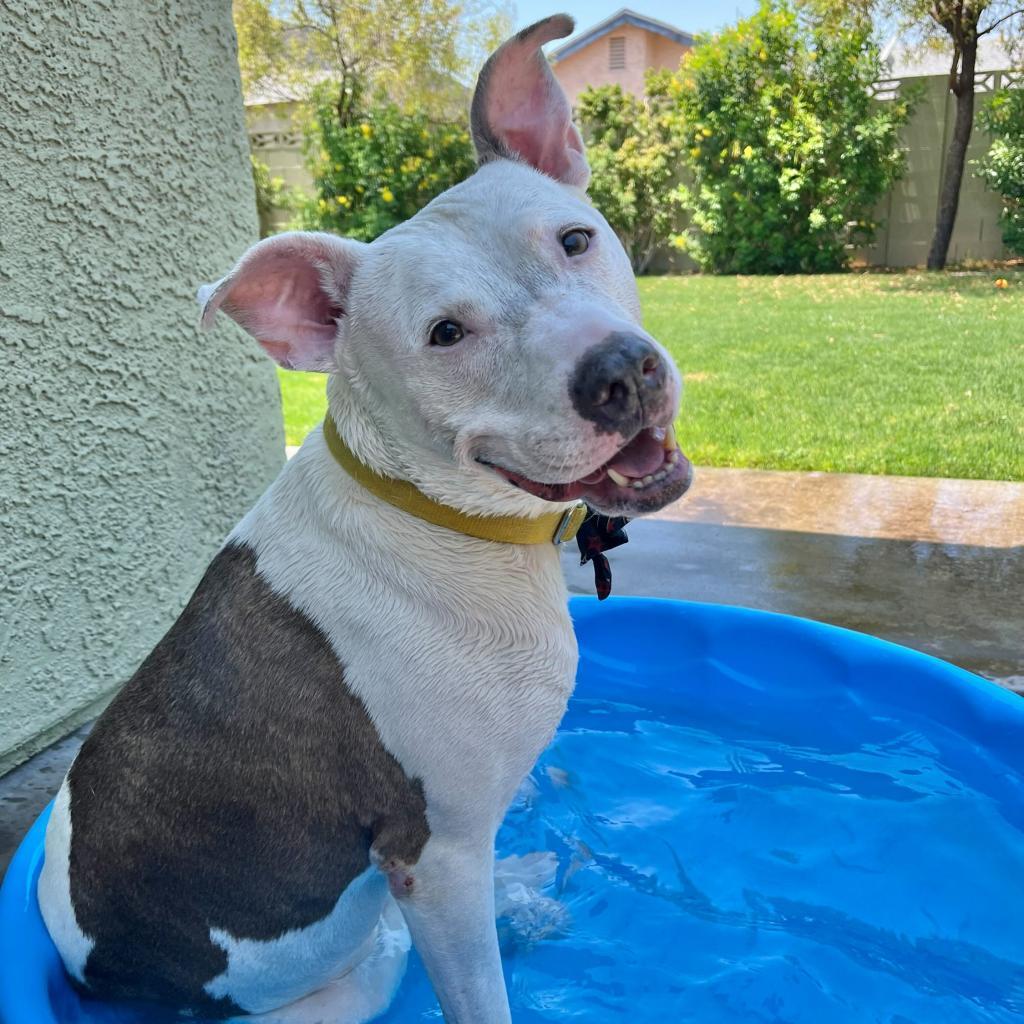 Liberty, an adoptable Pit Bull Terrier in Las Vegas, NV, 89146 | Photo Image 2
