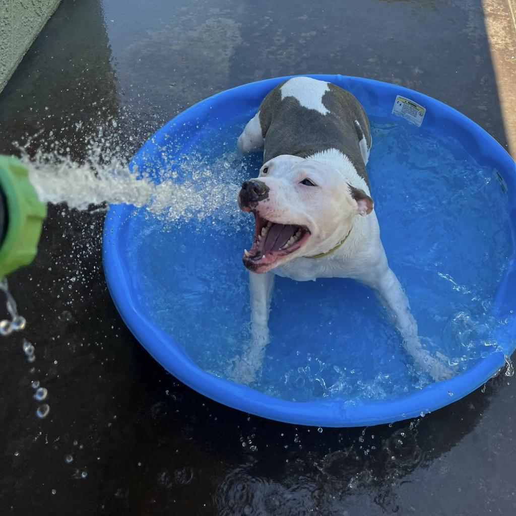 Liberty, an adoptable Pit Bull Terrier in Las Vegas, NV, 89146 | Photo Image 4