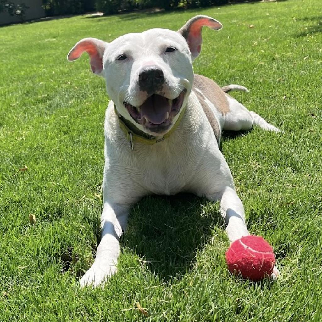 Liberty, an adoptable Pit Bull Terrier in Las Vegas, NV, 89146 | Photo Image 4