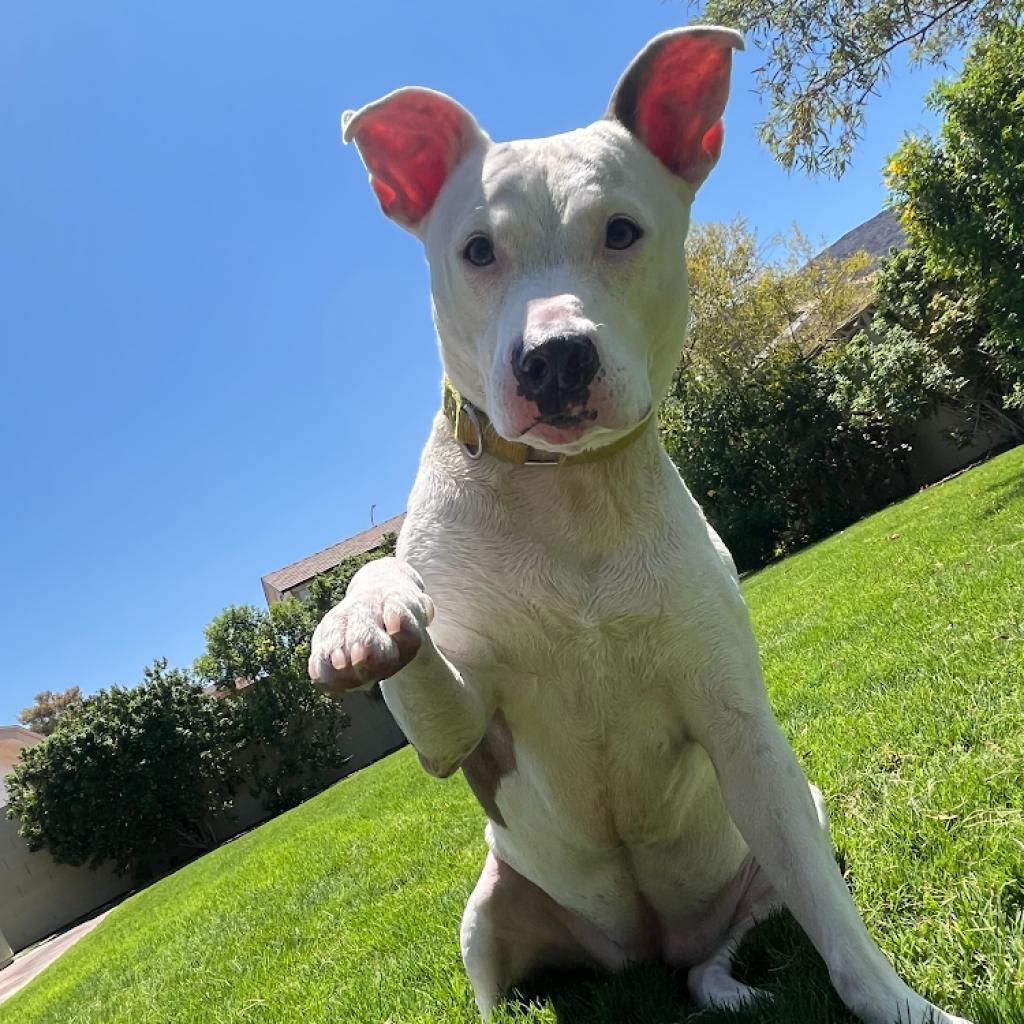 Liberty, an adoptable Pit Bull Terrier in Las Vegas, NV, 89146 | Photo Image 6
