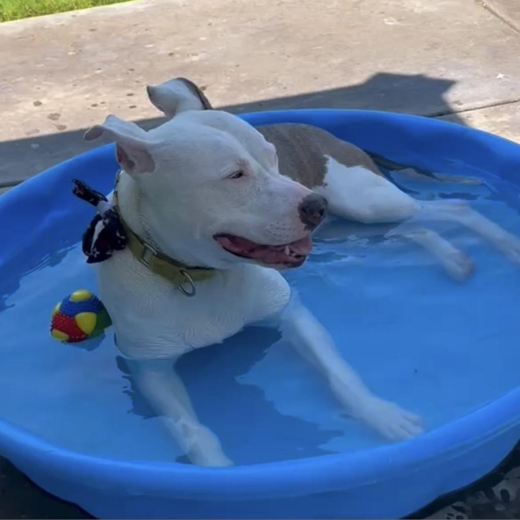 Liberty, an adoptable Pit Bull Terrier in Las Vegas, NV, 89146 | Photo Image 6