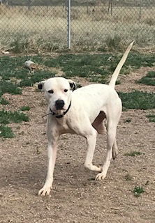 Yoshi, an adoptable Labrador Retriever, Hound in Westminster, CO, 80021 | Photo Image 3