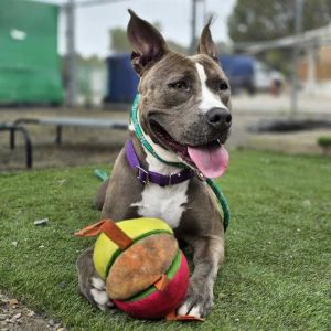 WYNONNA Pit Bull Terrier Dog
