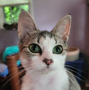 Ferrero Tabby Cat
