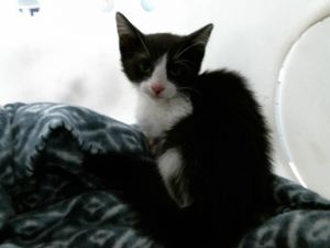 FERRIS Domestic Short Hair Cat