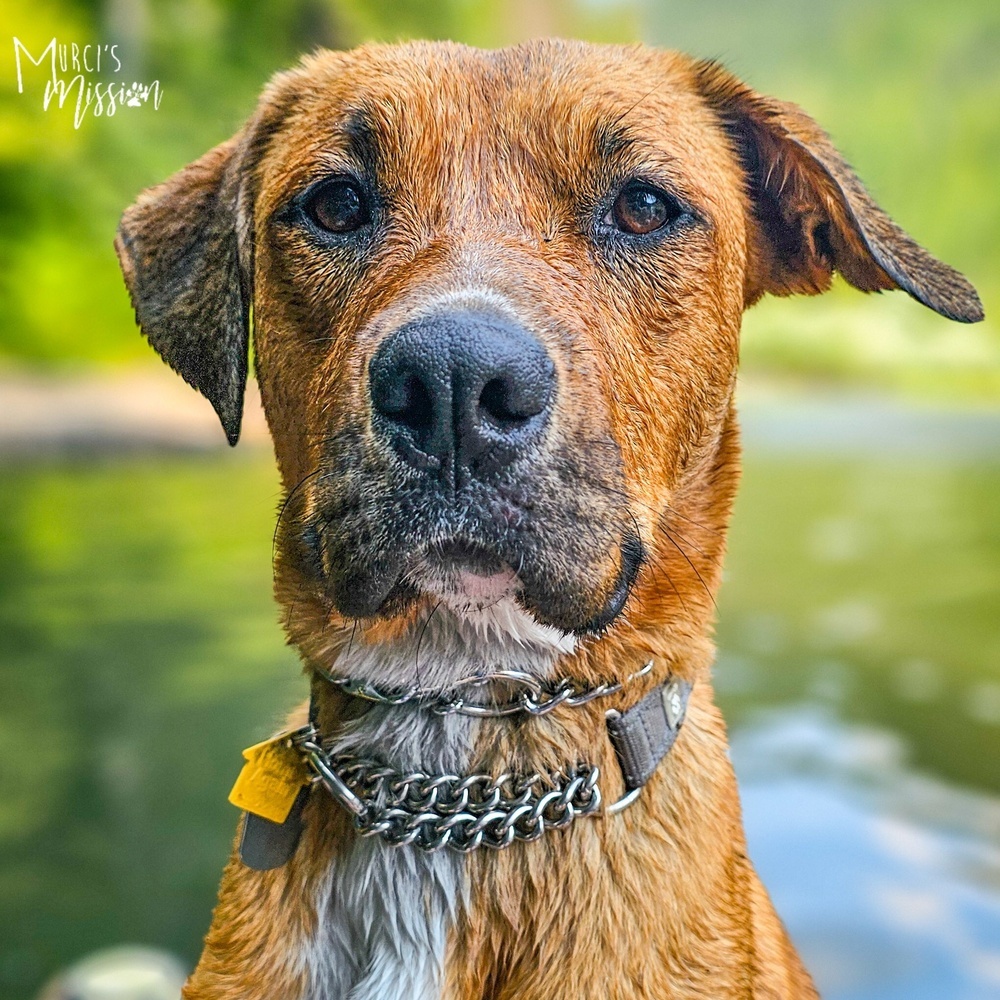 Olympic (Oly), an adoptable Rottweiler, Pit Bull Terrier in Spokane , WA, 99209 | Photo Image 2