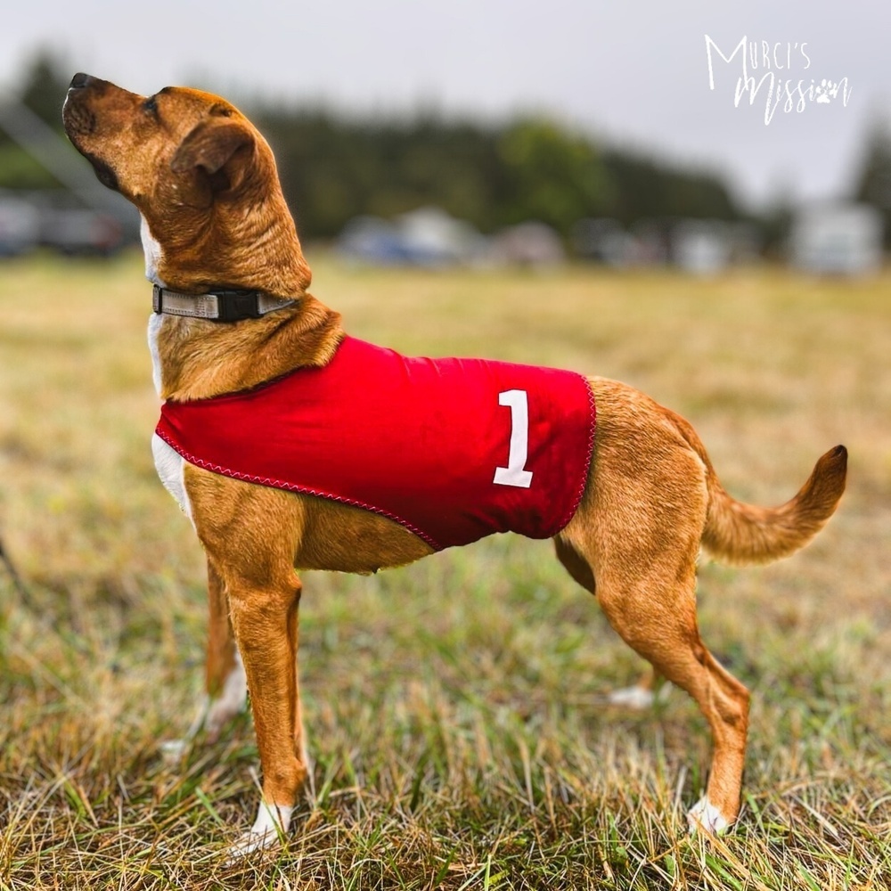 Oly the Super Dog, an adoptable Rottweiler, Pit Bull Terrier in Spokane , WA, 99209 | Photo Image 2