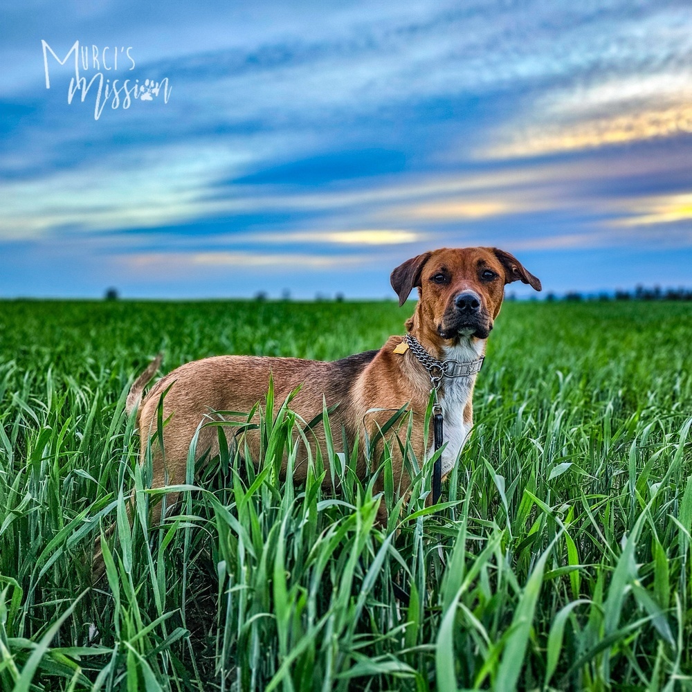 Olympic (Oly), an adoptable Rottweiler, Pit Bull Terrier in Spokane , WA, 99209 | Photo Image 3