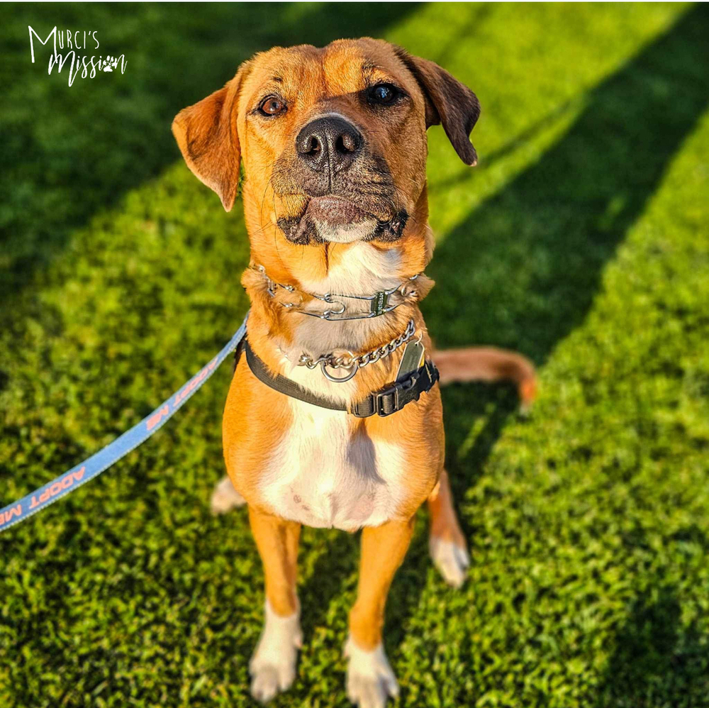 Olympic (Oly), an adoptable Rottweiler, Pit Bull Terrier in Spokane , WA, 99209 | Photo Image 4