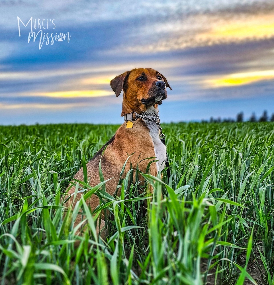 Olympic (Oly), an adoptable Rottweiler, Pit Bull Terrier in Spokane , WA, 99209 | Photo Image 6