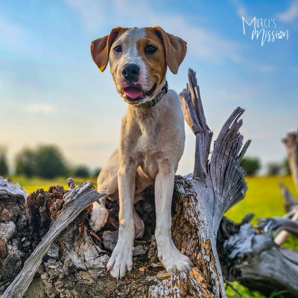 Diver, an adoptable Rottweiler, Pit Bull Terrier in Spokane , WA, 99209 | Photo Image 2