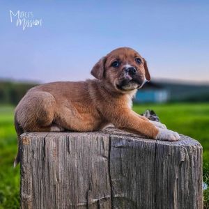 Polo Mixed Breed Dog