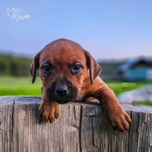Archer Mixed Breed Dog