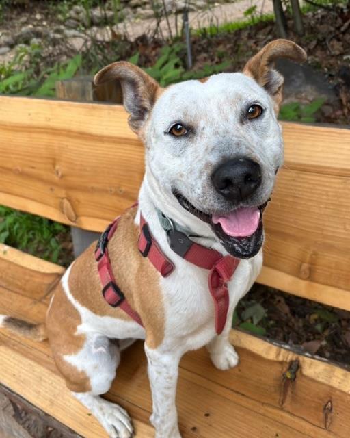 LIZZY, an adoptable Australian Cattle Dog / Blue Heeler in Santa Barbara, CA, 93111 | Photo Image 1