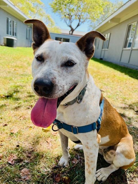 LIZZY, an adoptable Australian Cattle Dog / Blue Heeler in Santa Barbara, CA, 93111 | Photo Image 1