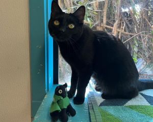 Meet Cedella and her adorable son Marley This dynamic duo consists of a 6-year-old black female cat